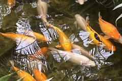 Tagesfahrt Giethoorn